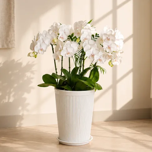 蝴蝶兰（白花）