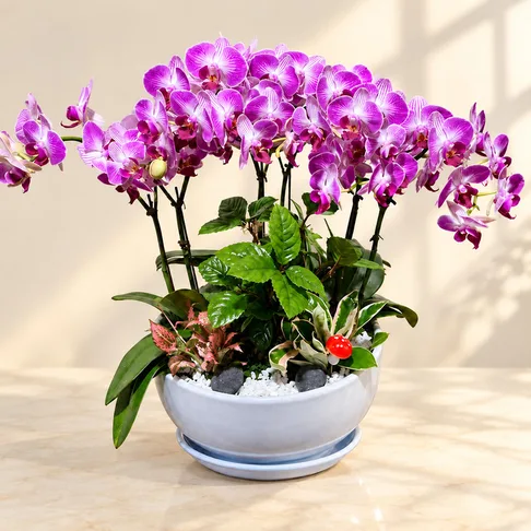 薰衣草花钵